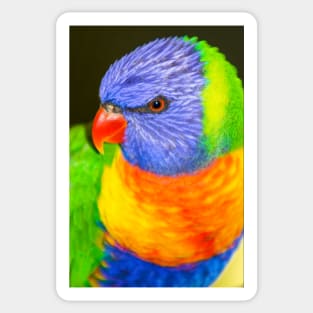 Rainbow Lorikeet Sticker